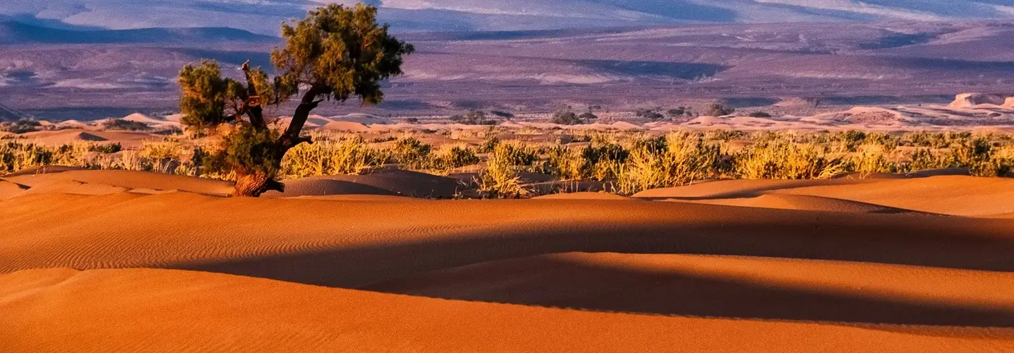 Dune di sabbia dorate di Merzouga sotto un cielo limpido, con un albero solitario che si staglia sul vasto deserto, ripreso durante un tour di 3 giorni nel deserto da Fes a Merzouga